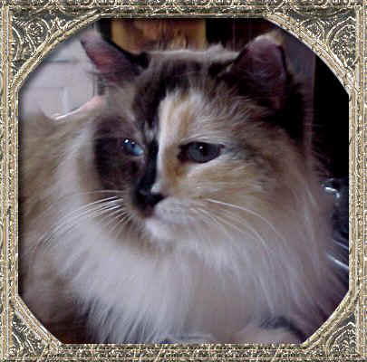 point mitted Ragdoll cat