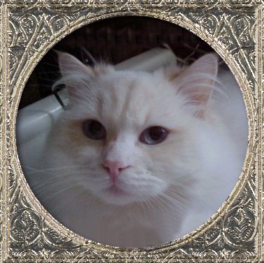 cream point bicolor Ragdoll cat